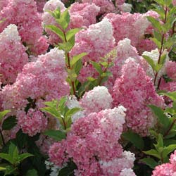 Hydrangea panic Vanille Fraise